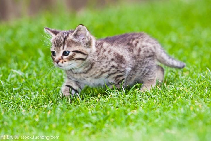 矮脚猫是什么品种,矮脚猫是什么品种
