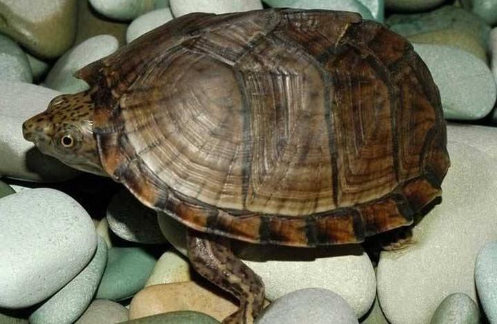 常见宠物龟的种类,乌龟的种类 乌龟的种类有哪些