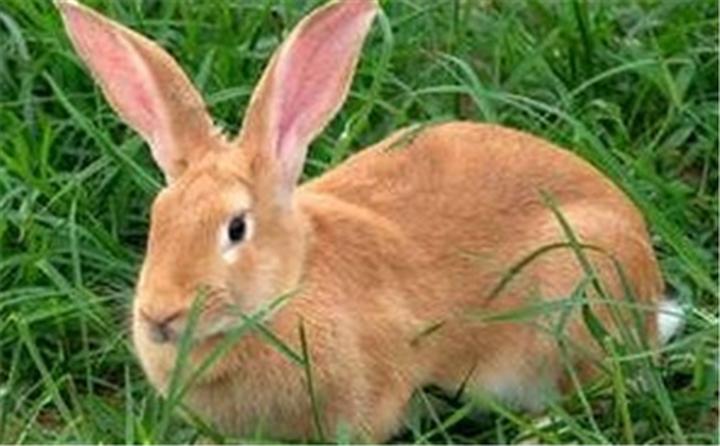 美国垂耳兔多少钱一只,垂耳兔多少钱一只，垂耳兔的生活习性与特点