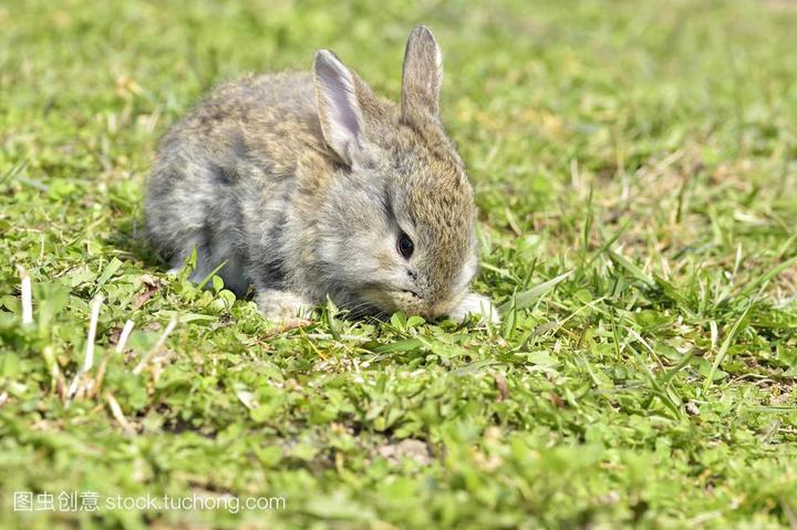 国产侏儒兔长大多少斤,侏儒兔能长多大