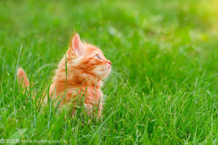 翡翠波斯猫法国,波斯猫的爱称和生长地及外形特点与生活习性