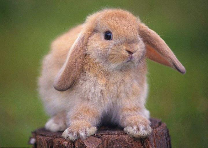 短毛垂耳兔多少钱一只,请问蓝灰色的垂耳兔贵还是紫灰色的贵，两个哪个好一点，