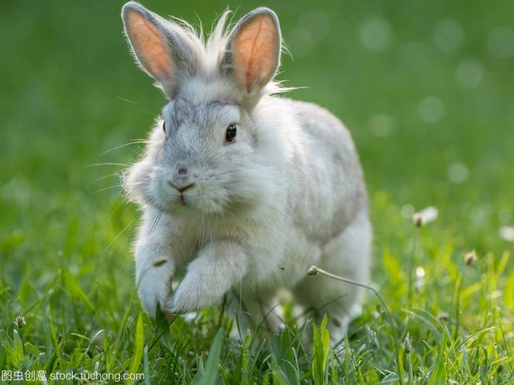 宠物兔子能喝水吗,兔子可以喝水吗