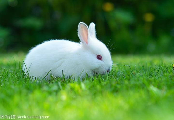 宠物兔价格及品种,我想养兔子，兔子销路好么那种兔子在市场上价最好啊