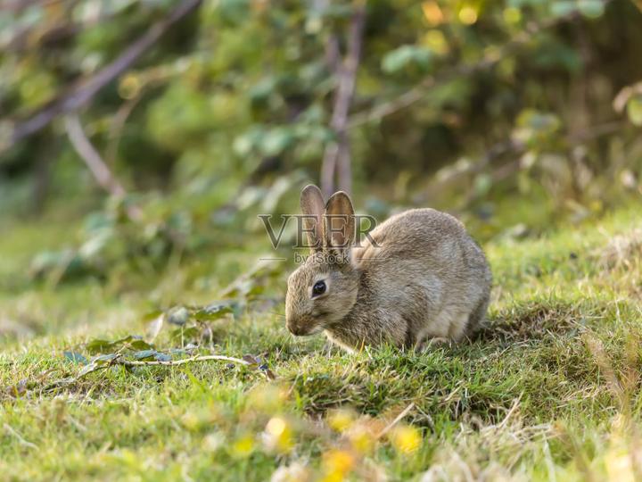 道奇侏儒兔寿命,道奇兔子的寿命有多长