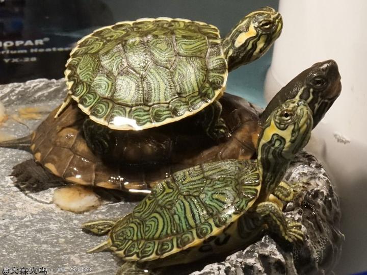 黄缘龟的养殖方法和注意事项,黄缘龟苗第一年怎么养