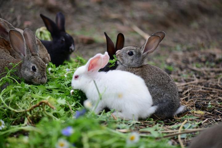 大型垂耳兔多少钱一只,十万只兔子能卖多少钱