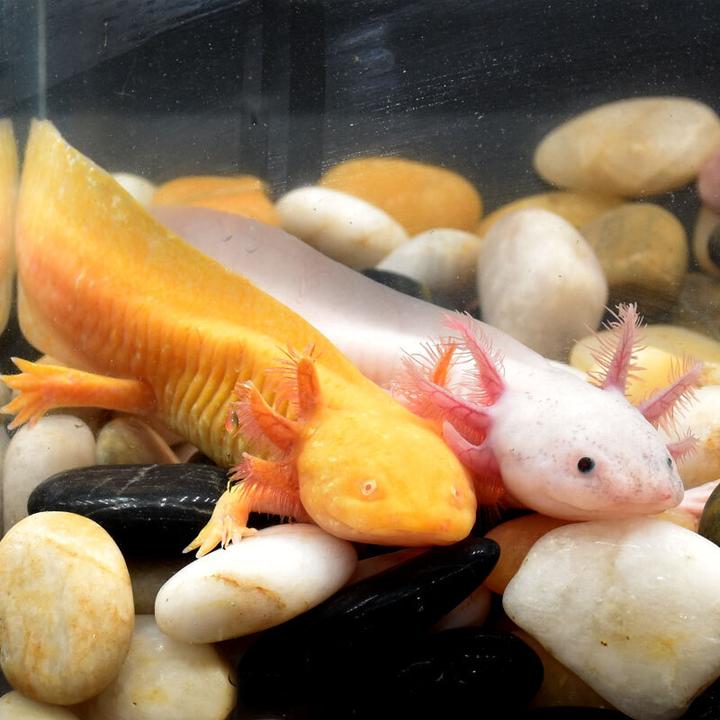 刚出生的小凤尾鱼的养殖方法,刚出生的小凤尾鱼怎么养殖，如何喂食