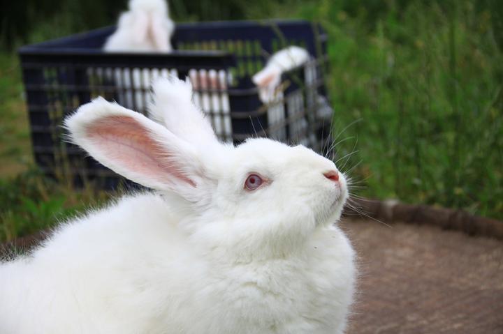 家兔的饲养方法,兔子的养殖技术及方法