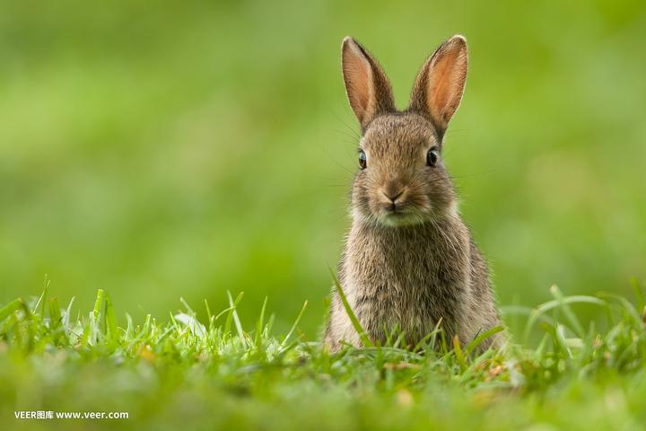 安哥拉兔和普通兔子的区别,分辨一下安哥拉兔