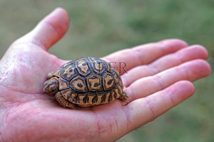 巴西红耳龟的寿命,巴西龟寿命最长可达多少年