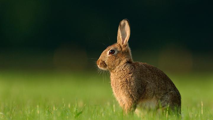 地摊上买的小兔子是什么品种,在路边摊套圈套到的小兔子是什么品种，怎么养