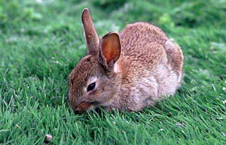 宠物兔的寿命有多长时间,宠物兔子能活多久呀