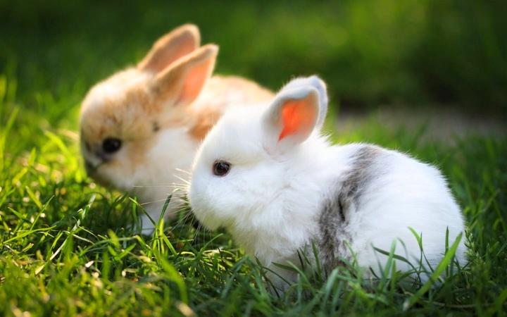 美国垂耳兔价格多少钱,宠物兔子品种及价格