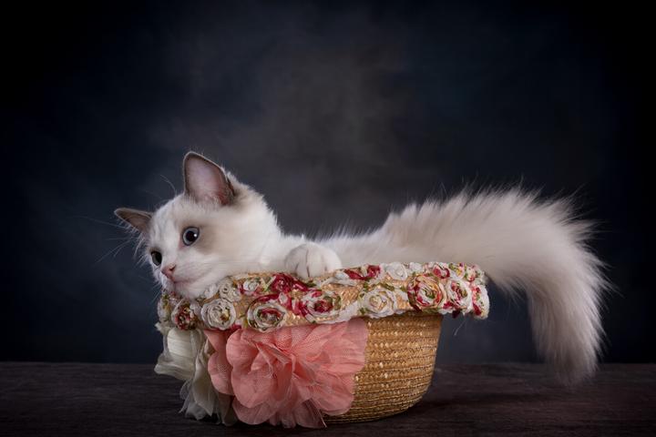 伯曼猫是什么品种,传说中的圣猫—伯曼猫是什么品种
