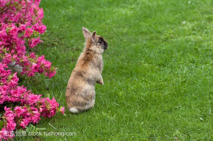 宠物兔价格表,兔子作为宠物中公认的可爱温顺的代表，宠物兔的价格是多少