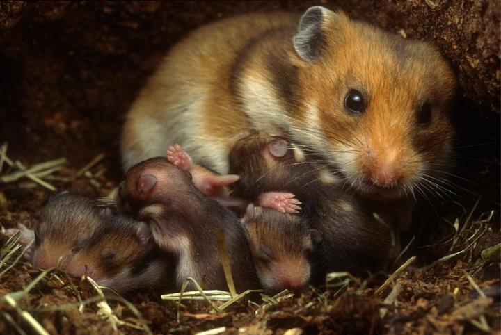 公母仓鼠放一起多久怀孕,公母仓鼠放一起多久怀孕