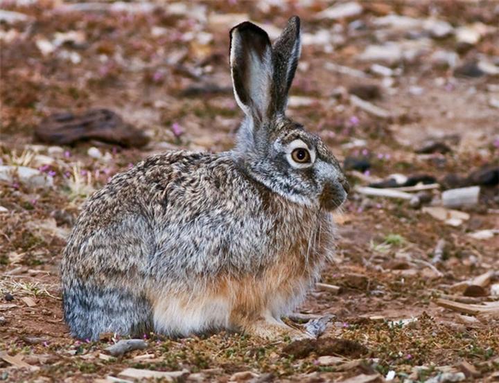 宠物兔子的寿命一般是几年,宠物兔子能活几年