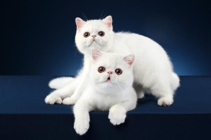 阿比西尼亚猫哪个色最贵,波斯猫什么颜色最贵