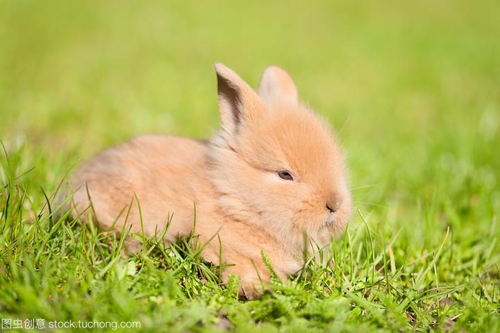 活兔子多少钱一只,长毛兔价格多少钱一只长毛兔种兔价格多少钱长毛兔养殖前景怎么样