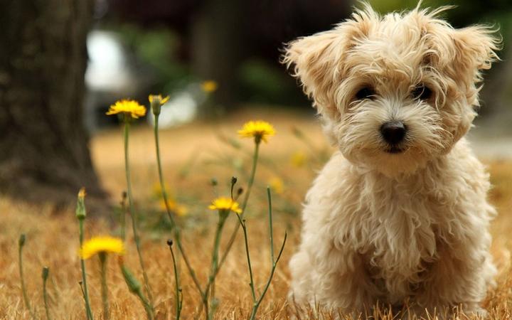 阿拉斯加纯种和不纯对比,阿拉斯加幼犬如何辨别是否纯种