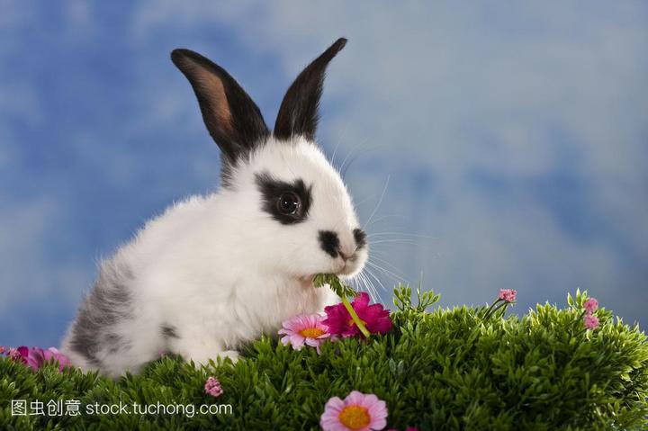 女生适合养什么兔子,什么品种的兔最好养