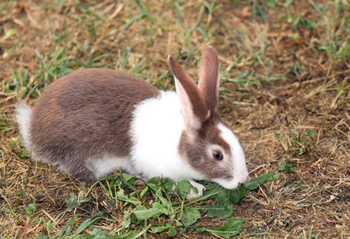 肉兔的寿命一般活多久,普通白兔(肉用兔)的寿命约为多少年
