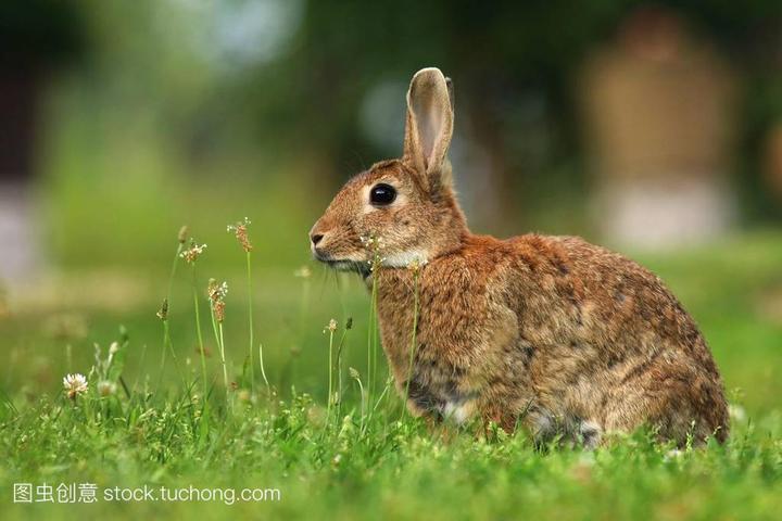 荷兰兔和侏儒兔的区别,侏儒兔 和荷兰垂耳兔哪个小 ，长不大嘛谁好养
