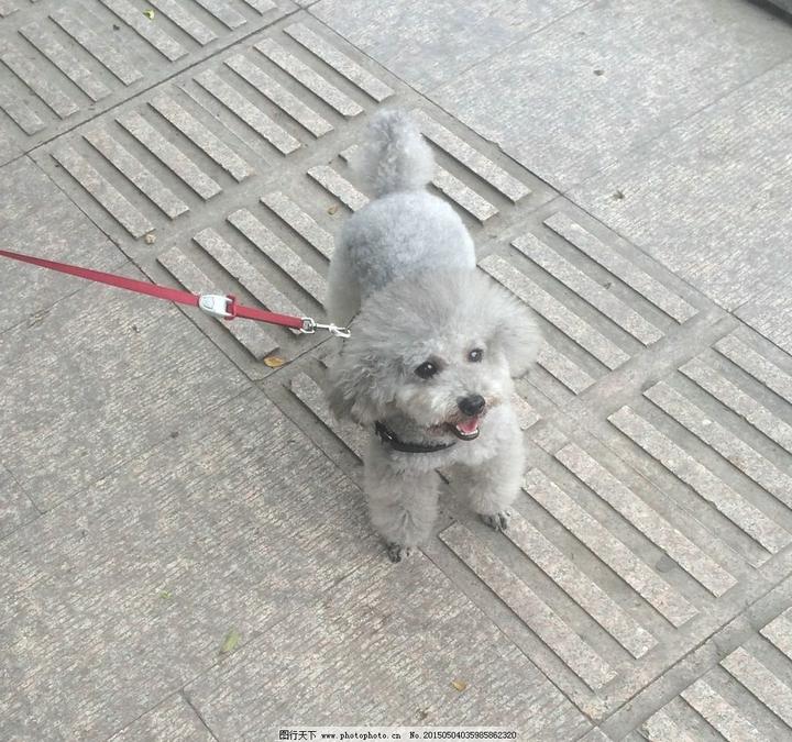 苏俄猎狼犬上海可以养吗,大型犬和烈性犬的饲养规定有哪些
