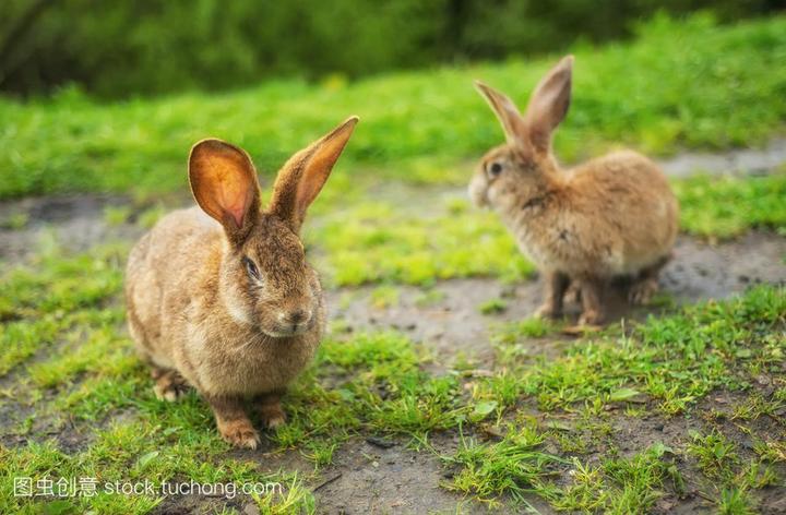 宠物兔寿命多长,兔子的寿命是多少