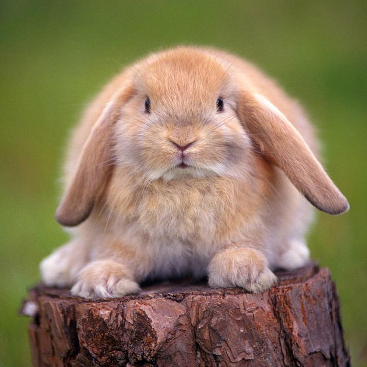 什么品种的兔子好养,最好养的几种宠物兔