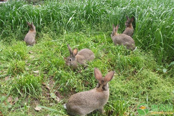 肉兔种兔哪里有卖,哪里可以买的肉兔种兔