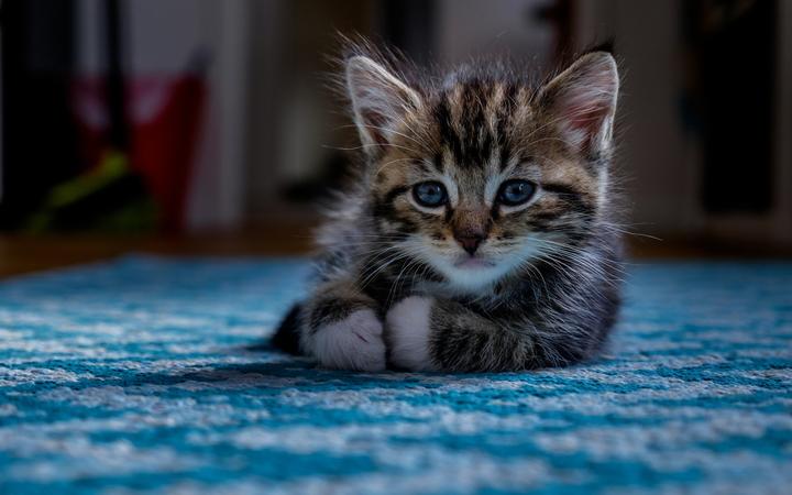 矮脚布偶猫多少钱一只,布偶猫多少钱一只幼仔