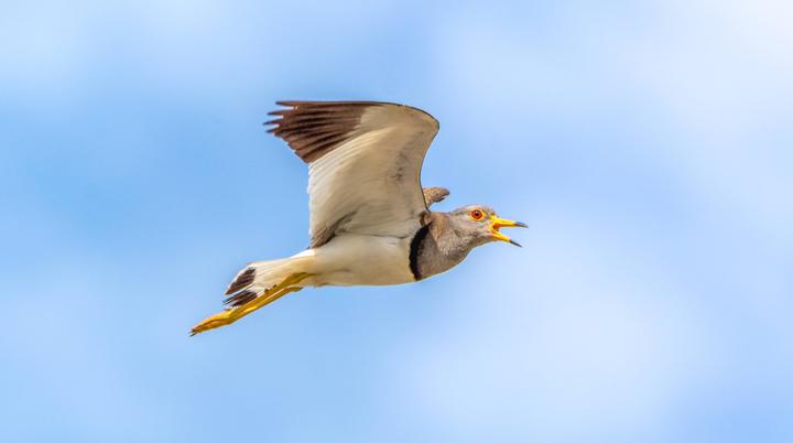 牡丹鹦鹉分公母最简单的办法,牡丹鹦鹉怎么分辨雌雄