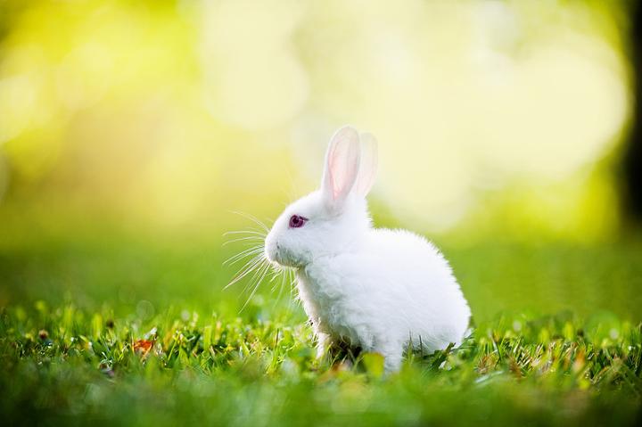 抗病最强的肉兔品种,新西兰兔有什么特点