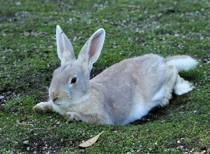 宠物兔子吃什么食物,兔子爱吃的食物有哪些