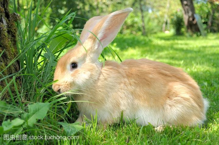 适合家养的兔子,什么品种的兔子最好养