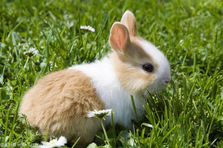 普通兔子的品种大全,兔子的品种大全，34个品种