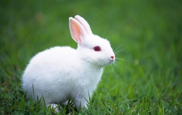 荷兰垂耳兔的寿命,荷兰垂耳兔多少钱一只