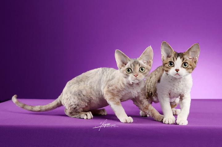 布偶猫1000元能买一只吗,一千多的布偶猫靠谱吗