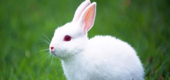 迷你兔的寿命,兔子的寿命有多长