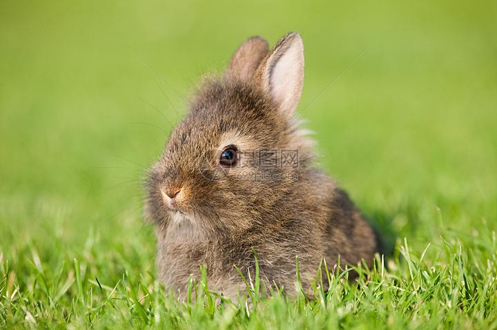 垂耳兔品相鉴定,怎么挑选垂耳兔
