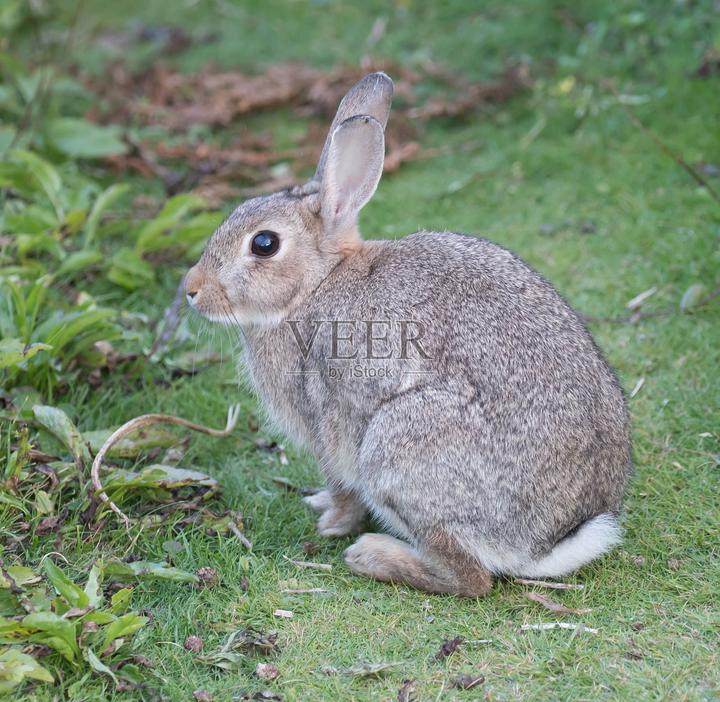 肉兔养殖前景,兔业养殖 兔业养殖前景分析