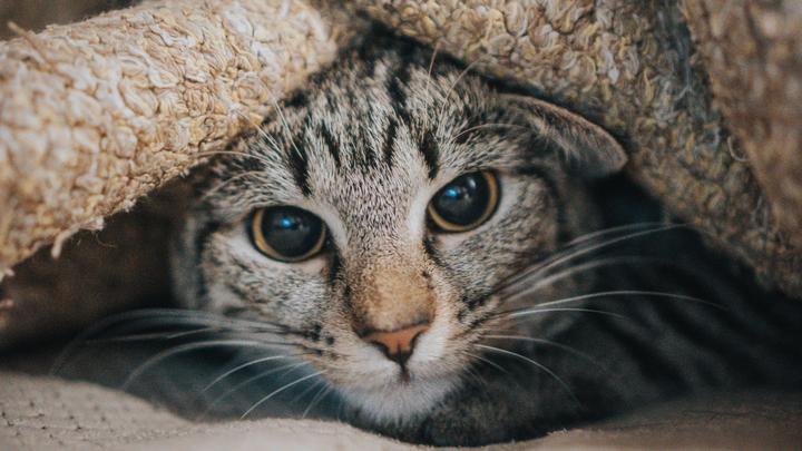 埃及阿努比斯猫,夺命金字塔剥了皮的猫为什么帮她