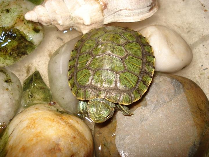 2021允许养龟名单,适合家养的大型龟陆地，适合家庭饲养的龟有哪些