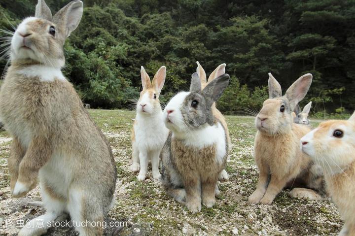 波兰兔和侏儒兔的区别,侏儒兔和普通的兔子有什么区别