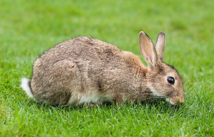50只兔子一年能挣多钱,养兔子利润高不高
