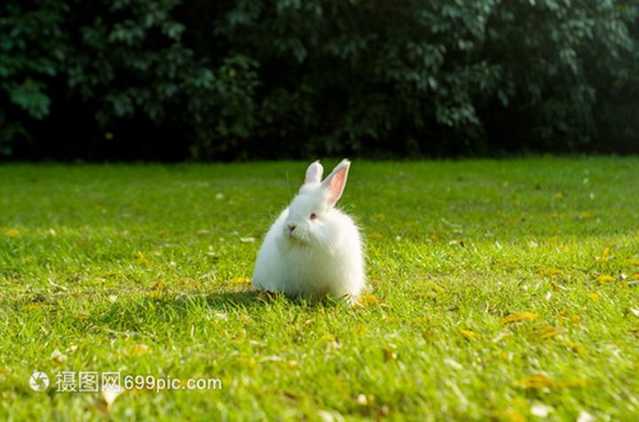 适合新手养的兔子,哪种宠物兔比较好养呢