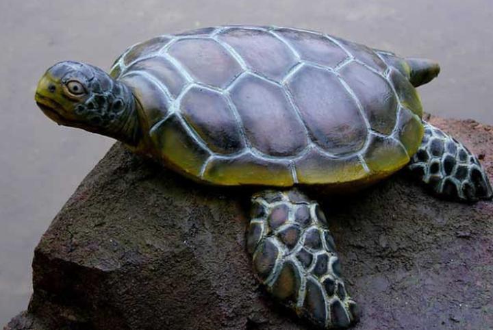 宠物龟品种介绍,宠物乌龟品种