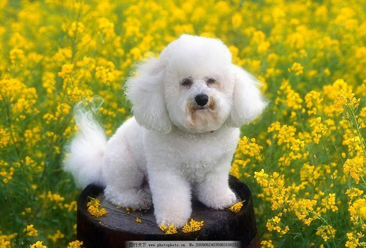 黄泰迪犬价格多少钱一只,泰迪犬一般多少钱一只呢